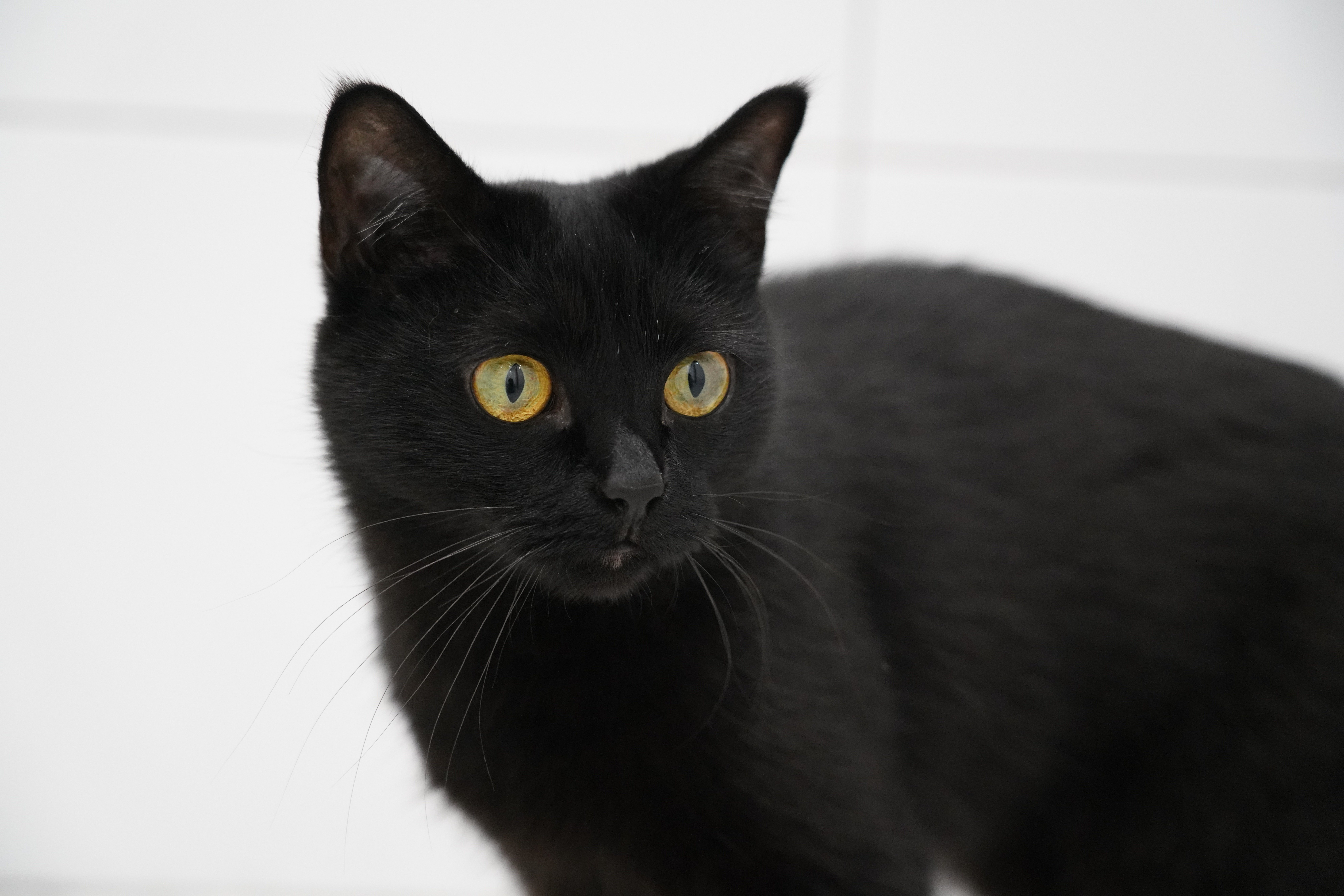 A shy cat hiding, about to come out to a cat sound